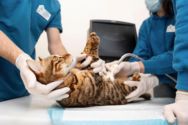 Feline Chronic Kidney Disease