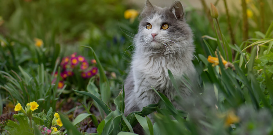 Is Your Garden Pet-Safe? Toxic Plants to Watch Out For