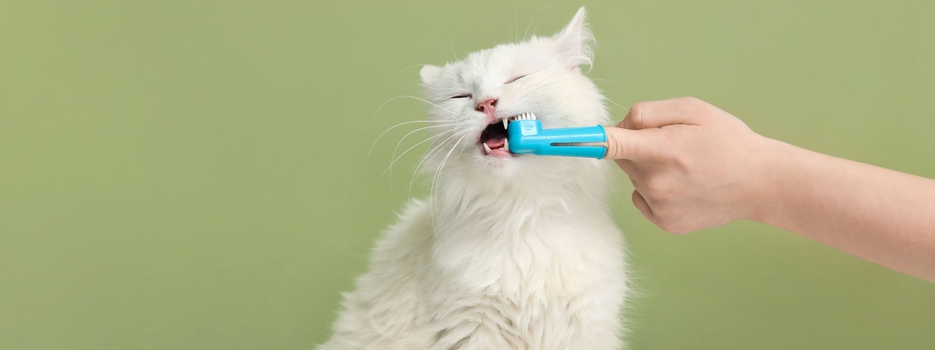 Keeping Smiles Bright: Dog Breeds at Higher Dental Disease Risk and Cat Dental Health Tips