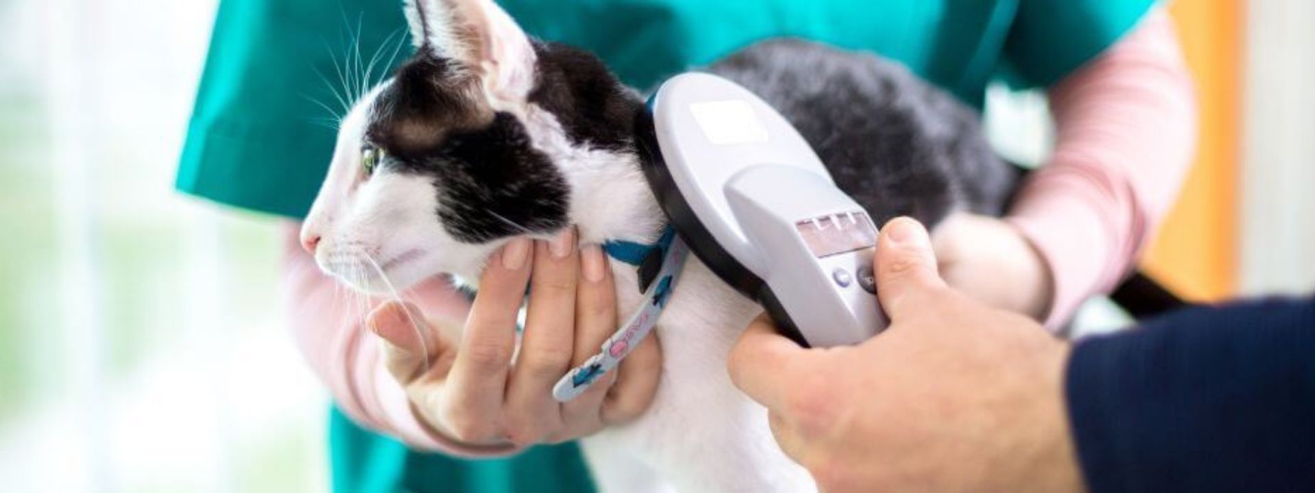 Small Chip, Lifelong Protection: When to Microchip Your Puppy or Kitten