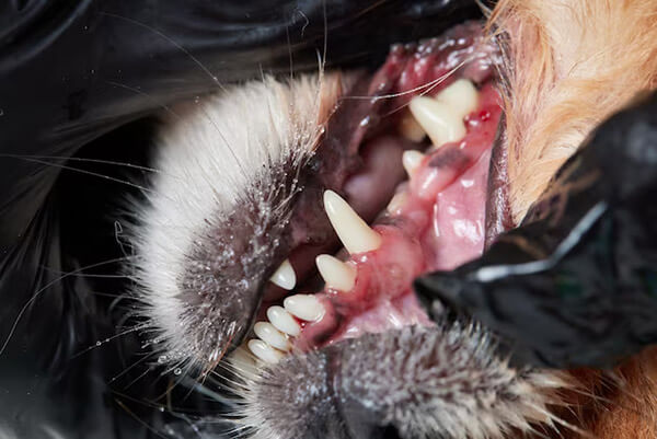Pet Dental Tartar Grades
