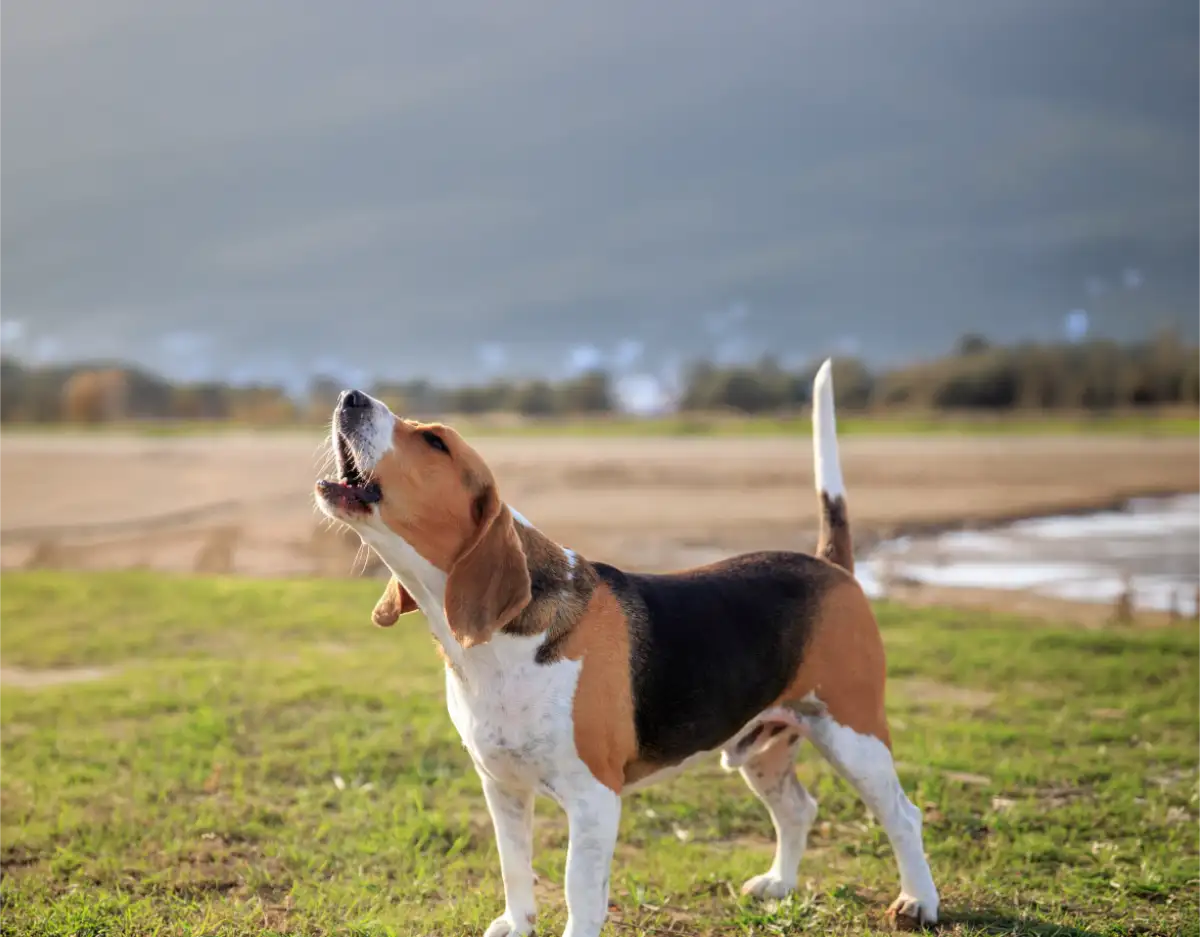Why Does My Dog Bark So Much?
