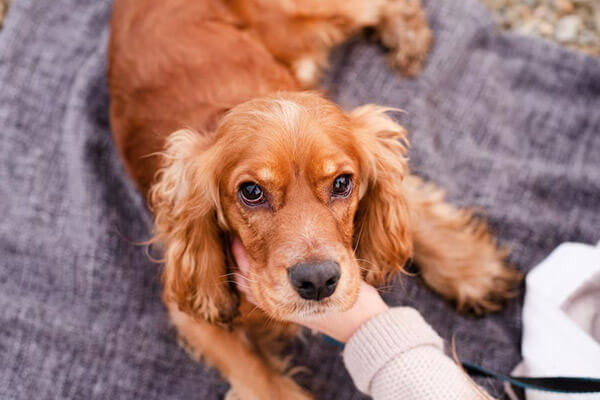 Canine Chronic Kidney Disease