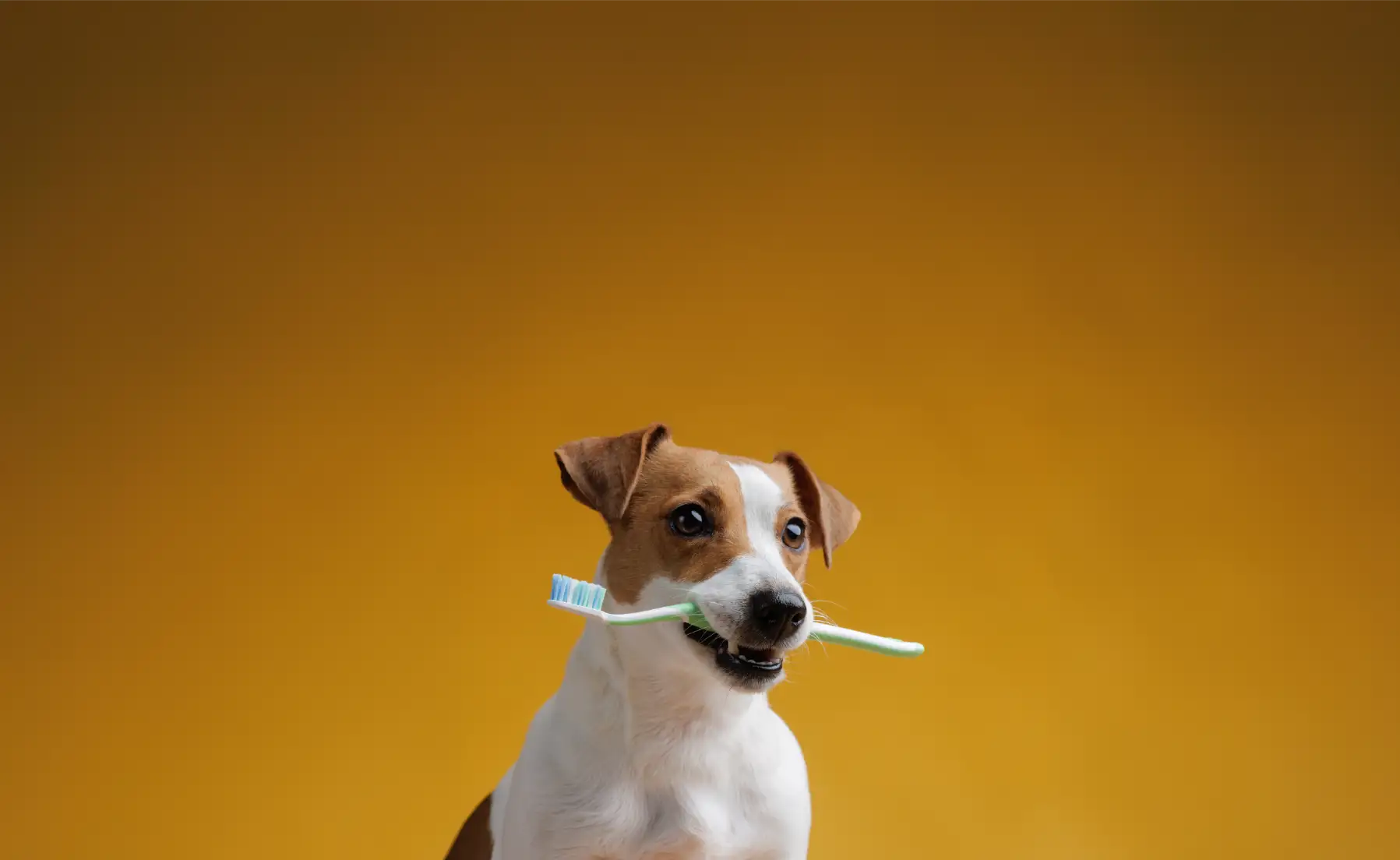 How To: Pet Dental Cleaning Step-By-Step