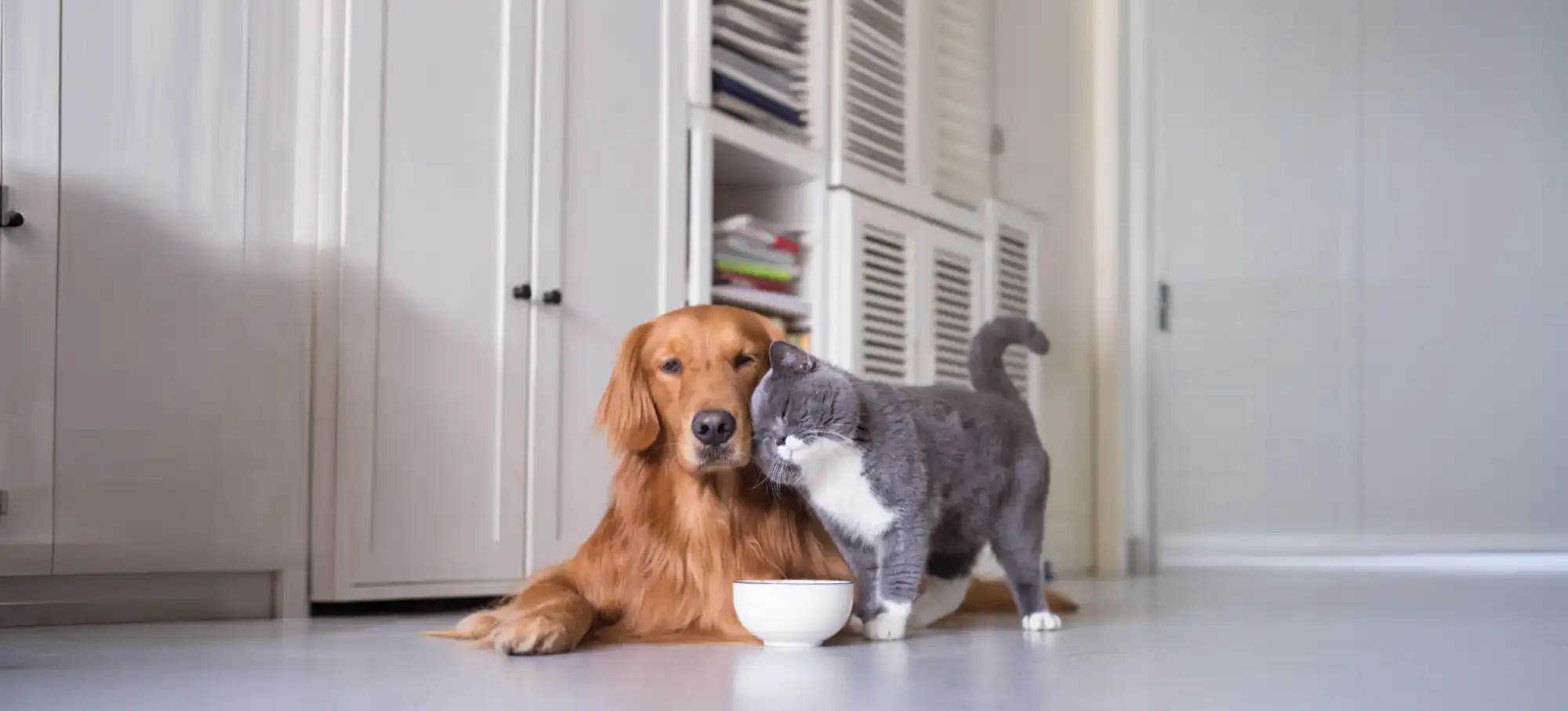 How Often Should I Take My Pet To The Vet?