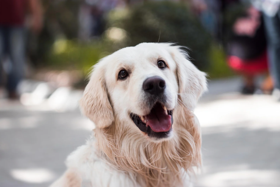 How Often Should You Get Your Pet’s Teeth Cleaned?