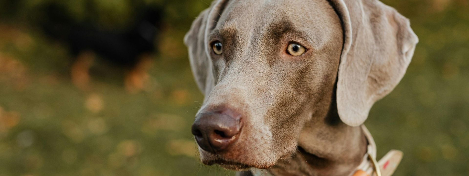 Summer Celebrations Can Be Scary: Helping Your Pet Stay Calm During Fireworks and Monsoon Storms