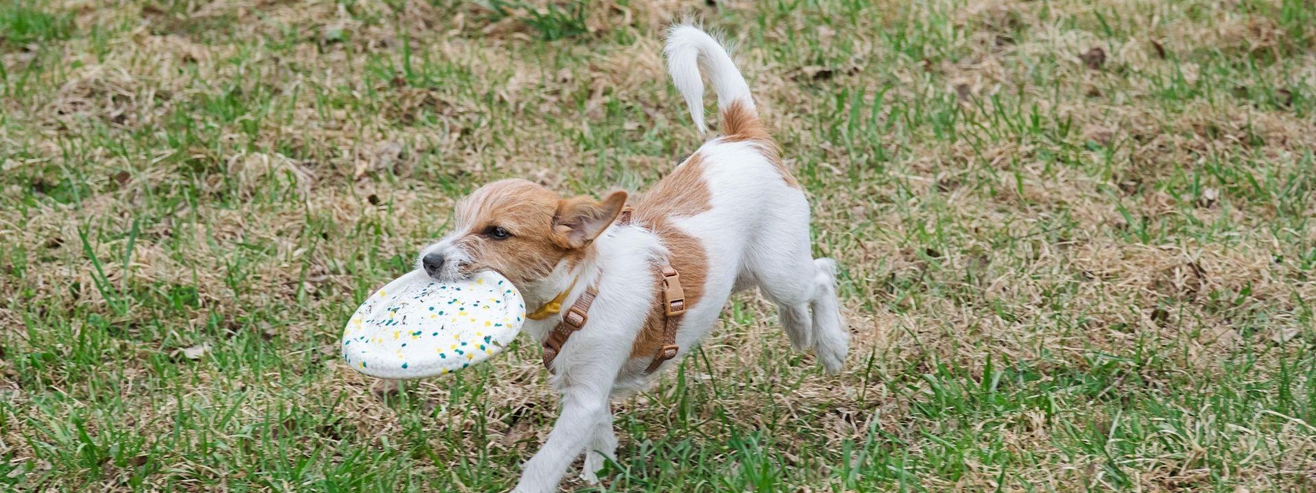 When Arizona’s Heat Turns Dangerous: How to Protect Your Pet from Heatstroke
