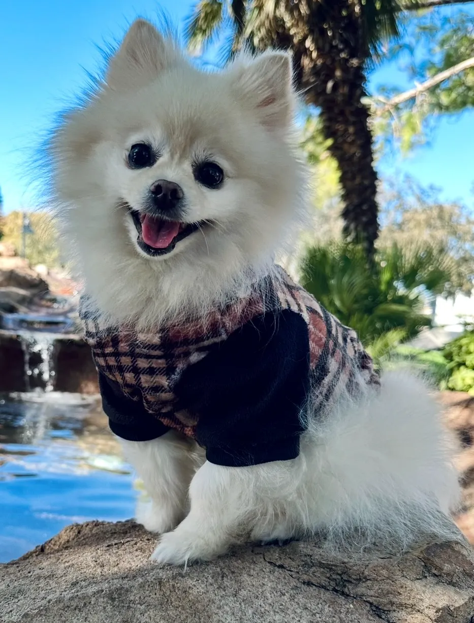 DJ Aja Fizgig