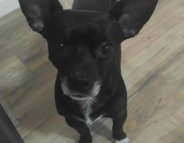 Blackie