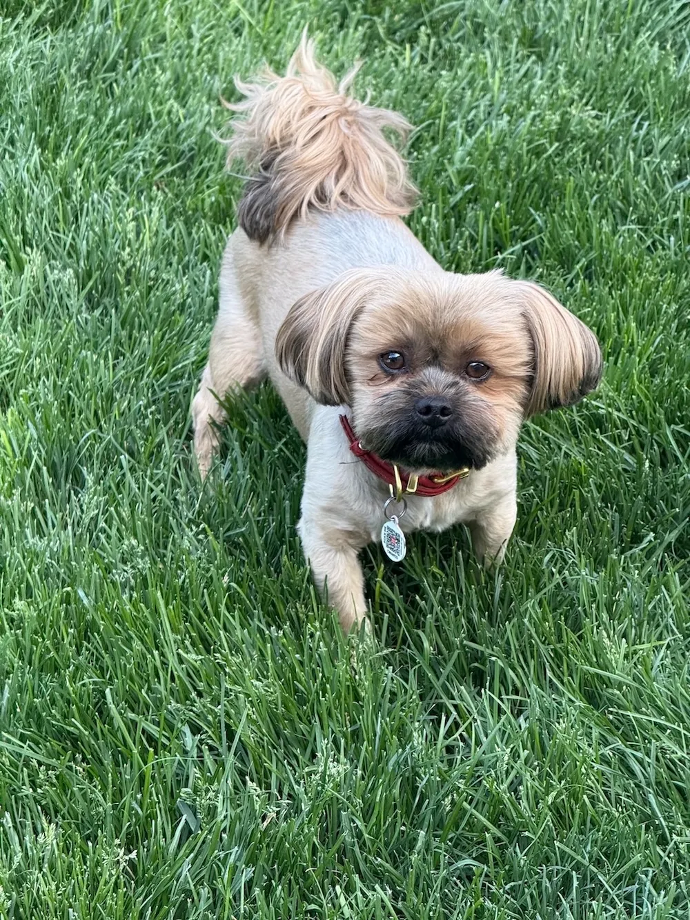Biscuit