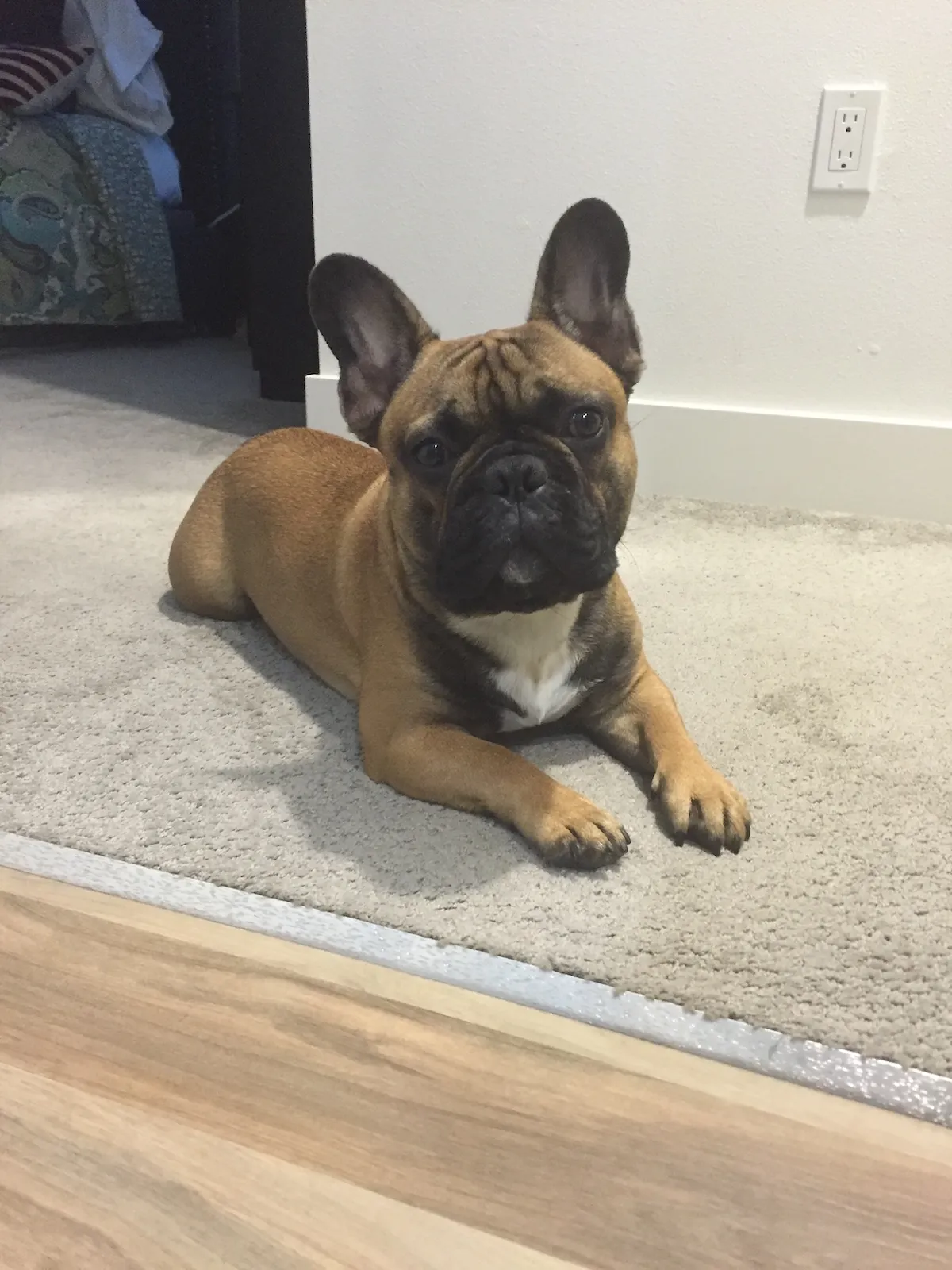 Otto