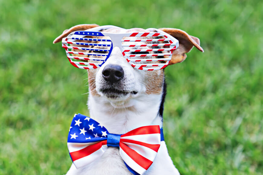 Protecting Your Pet: Tips For A Safe 4th Of July Celebration