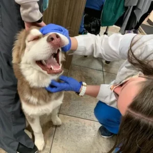 Pet Dental In Scottsdale 0