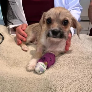 Pet Emergency Care In Scottsdale