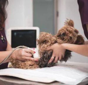 Pet Ultrasound