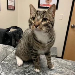 Pet Vaccinations In Scottsdale 0