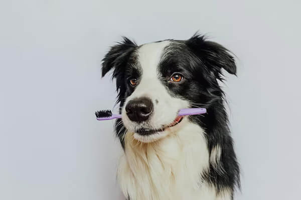 Periodontal Disease In Pets