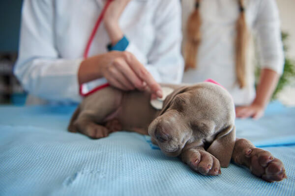 Take Your Pet To A Veterinarian Immediately If They Experience Any Of These Symptoms