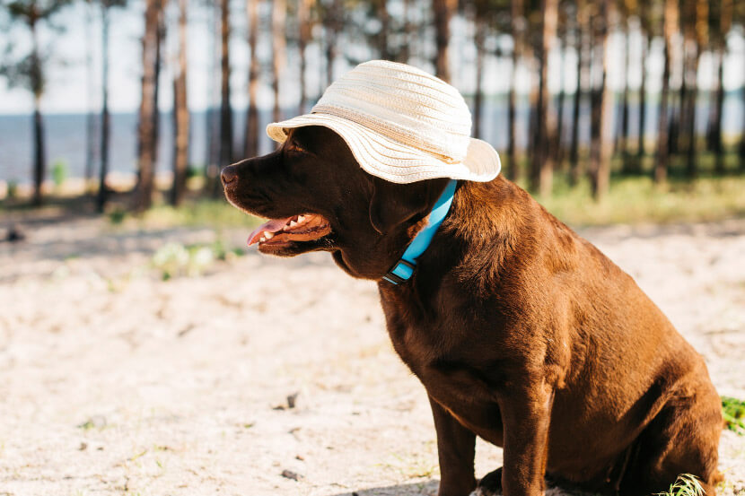 Heat Stroke In Pets