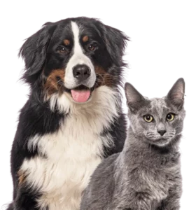 Pet Plans