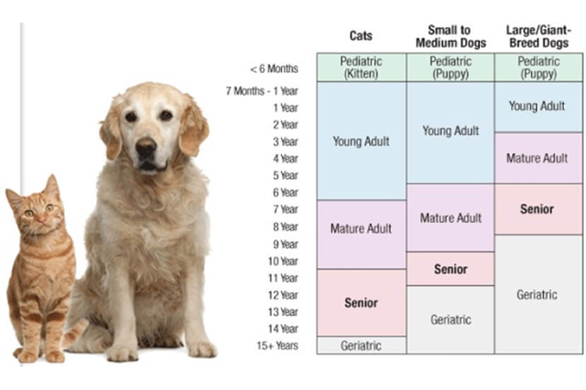 Pet Vet in Scottsdale