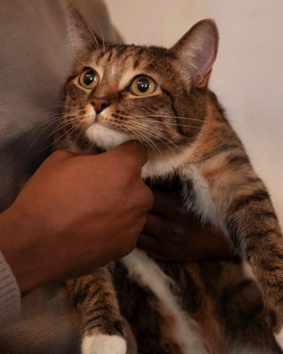 Contact The Scottsdale Veterinary Clinic with pet care questions