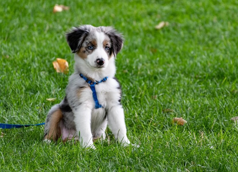 Rattlesnake Awareness: Protecting Your Pets