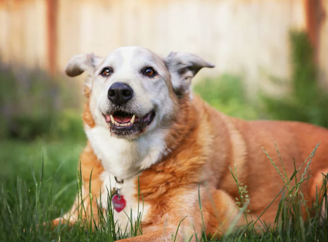 Nutrition Tips to Support Joint Health in Aging Pets