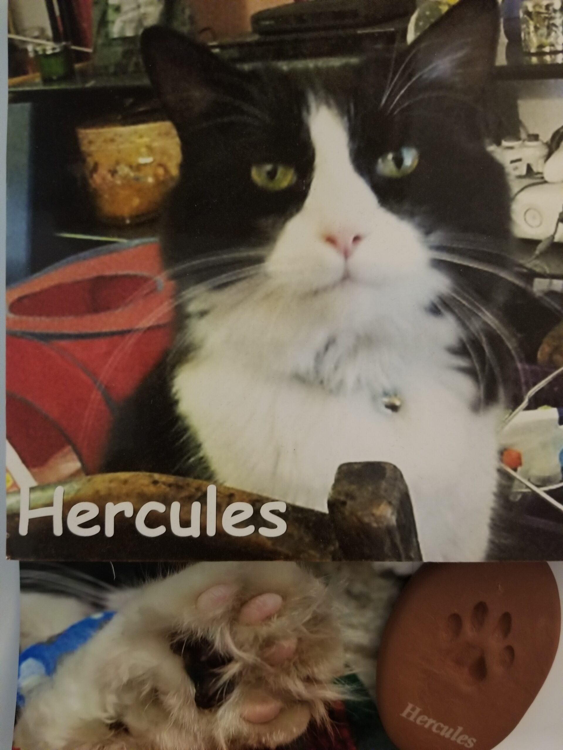 Remembering Hercules