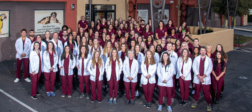 Meet Our Team • Scottsdale Veterinary Clinic (Arizona)