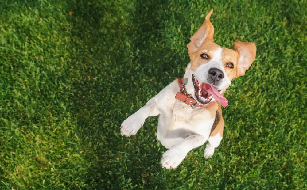 Should You Spay Or Neuter Your Pet?