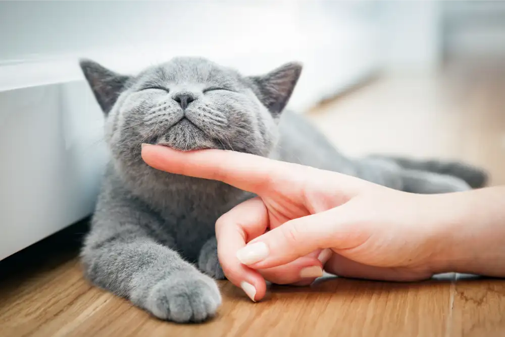Pet Acupuncture