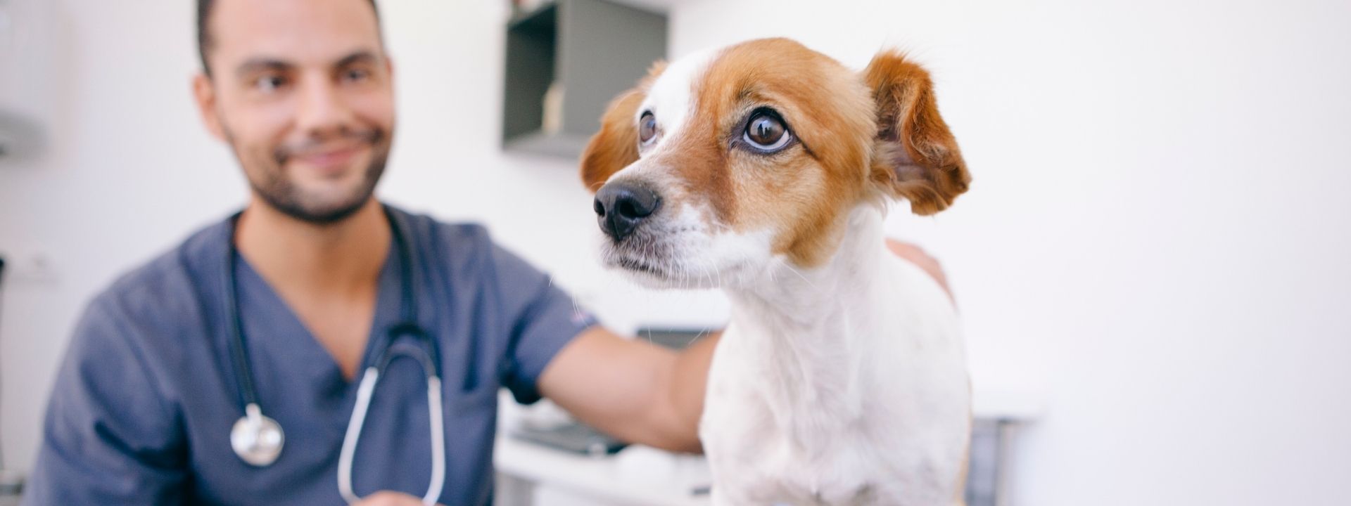 Valley Fever in Pets: What Every Arizona Pet Owner Should Know