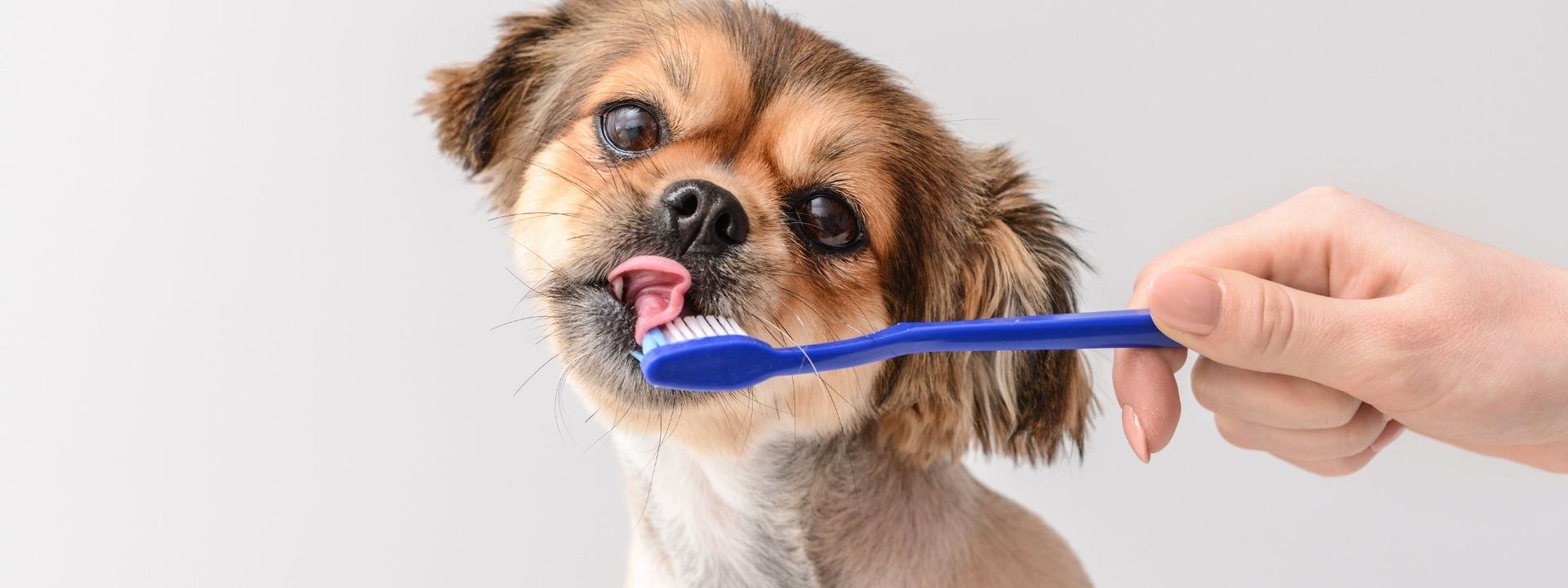 How to Care for your Pet’s Dental Health at Home