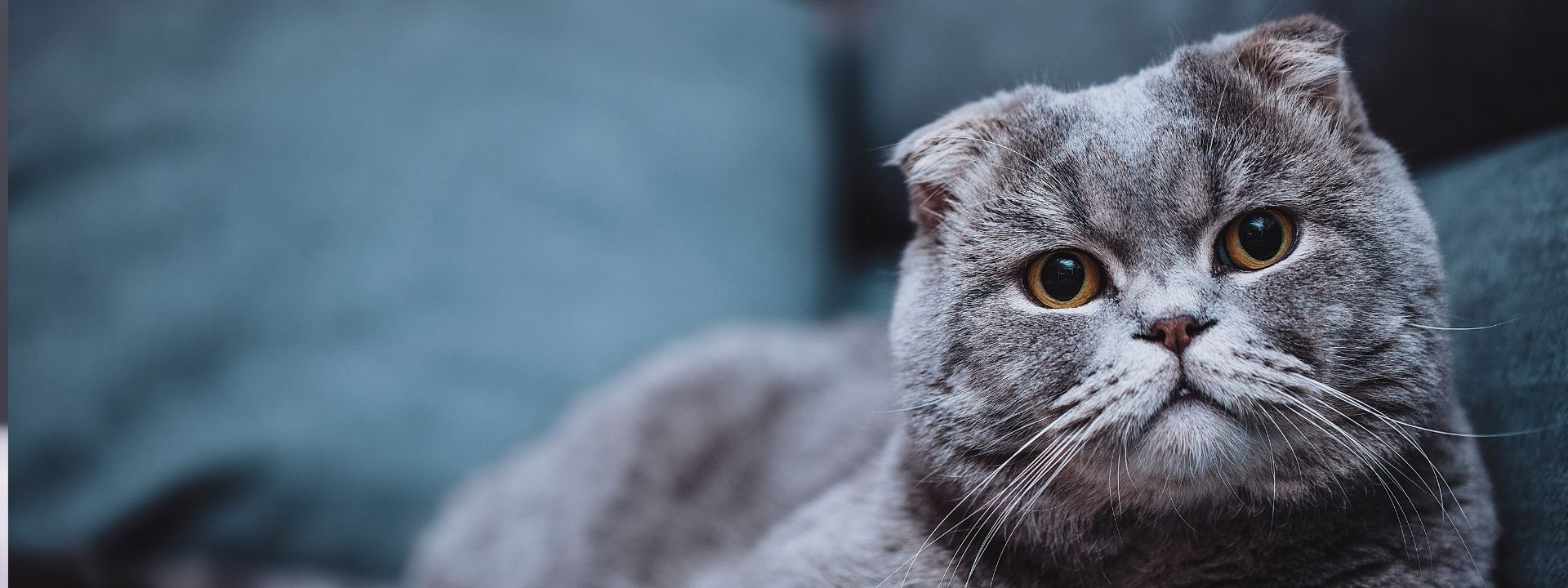 When Pet Anxiety Becomes a Health Concern: Knowing When Your Pet Needs Extra Support