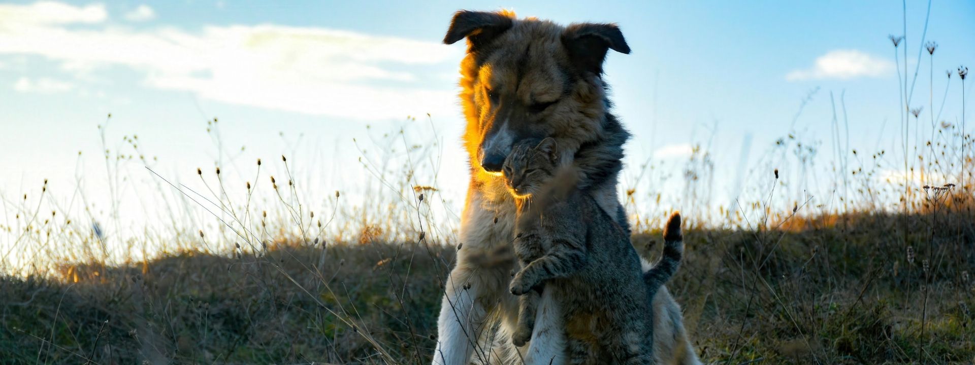 Why Arizona Allergy Season Makes Pets Itchy and Uncomfortable