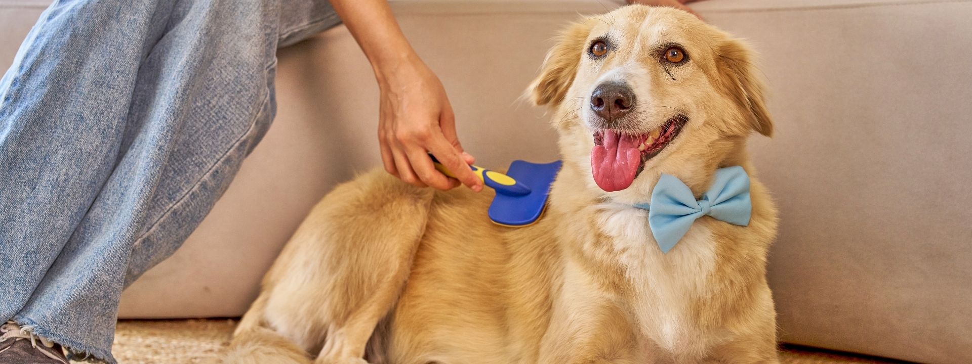 Shedding Season in Scottsdale: Tips to Prepare Your Pet and Your Home