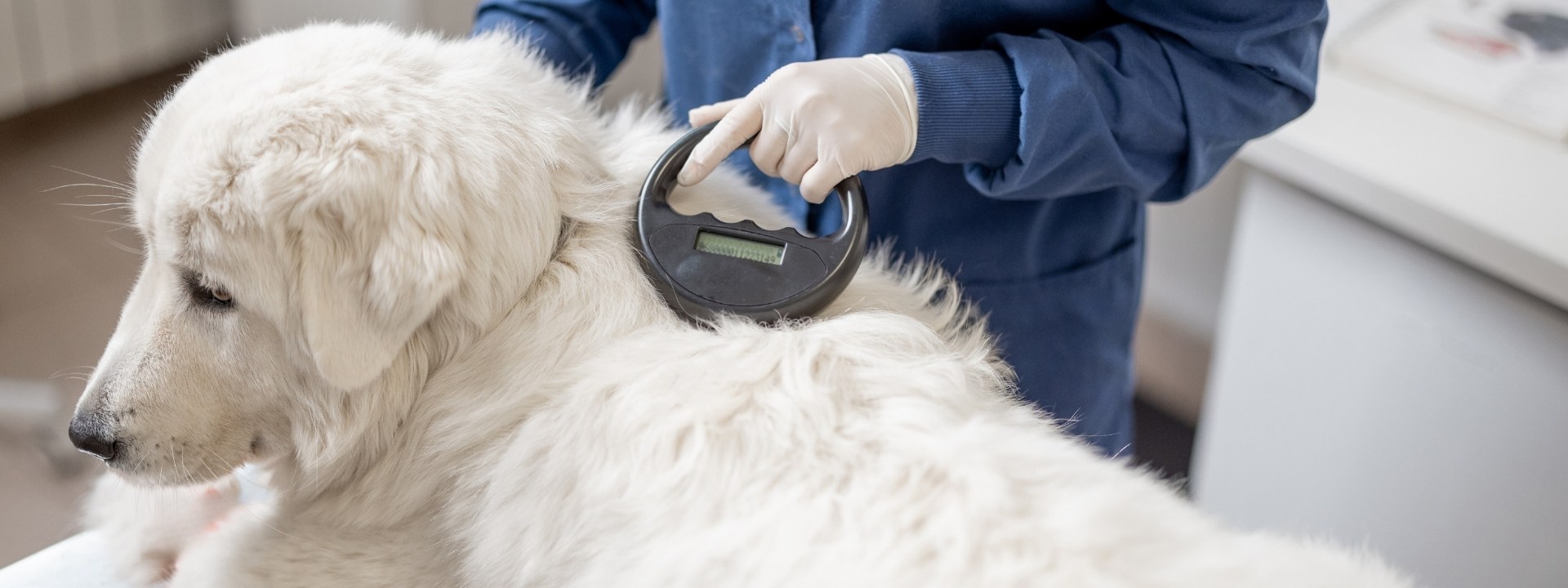 What Happens During a Microchipping Appointment? A Step-by-Step Guide for Scottsdale Pet Owners