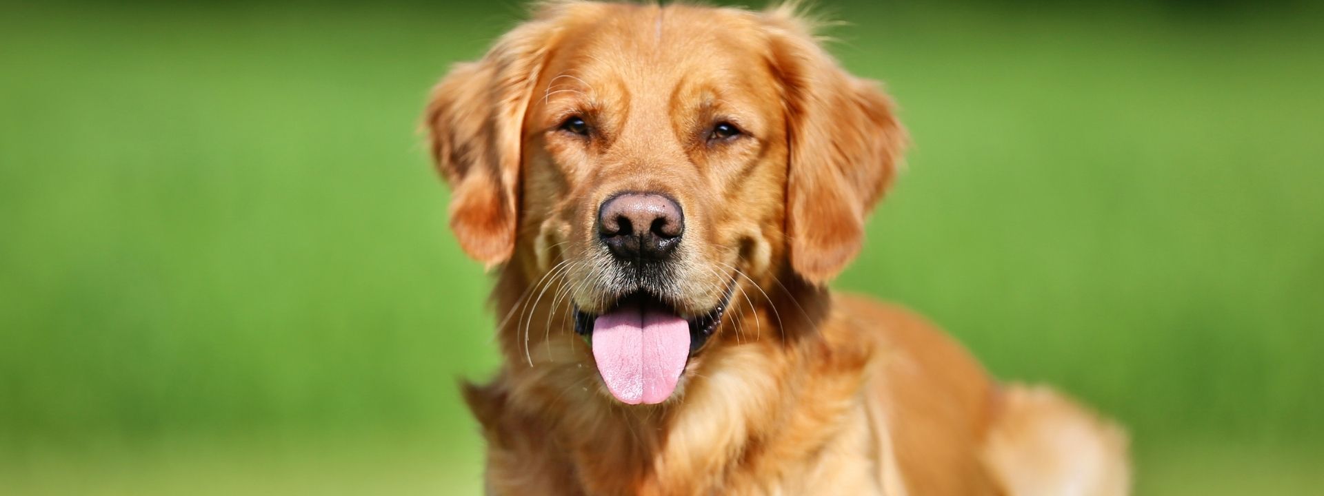 Valley Fever in Pets: Prevention Tips for Dog and Cat Owners in the Southwest