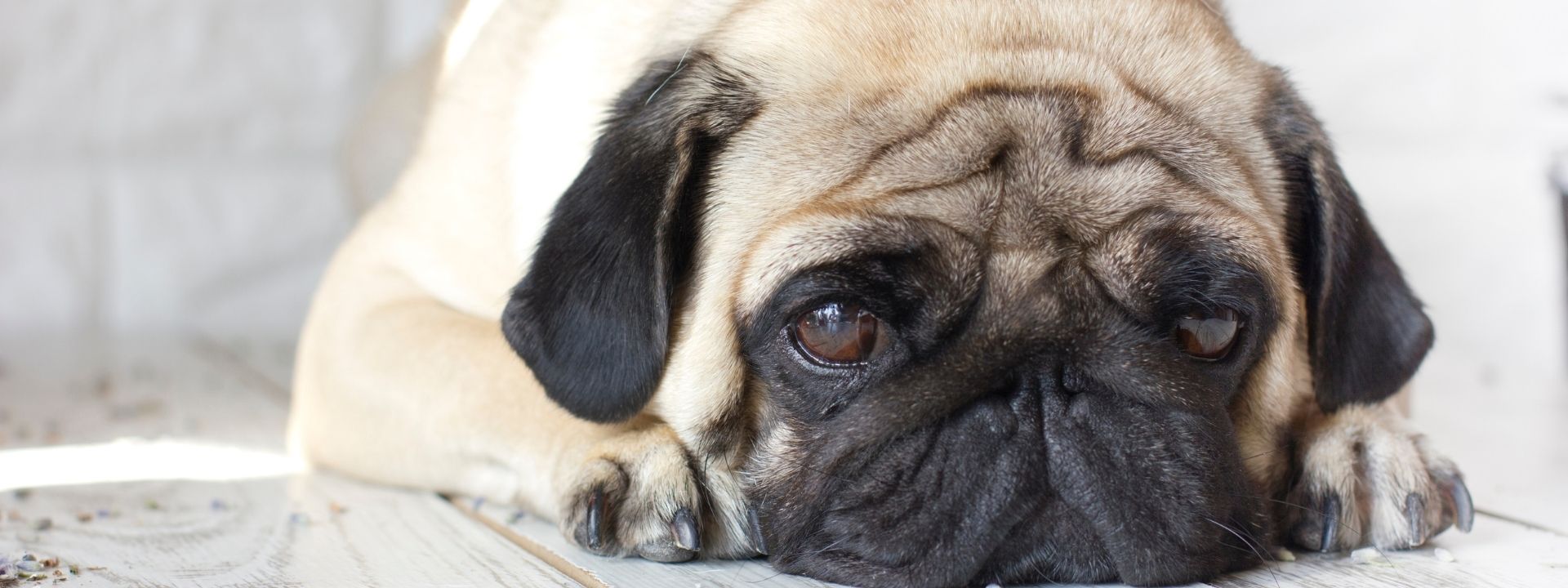 Understanding Anxiety in Pets: Signs Every Pet Owner Should Know