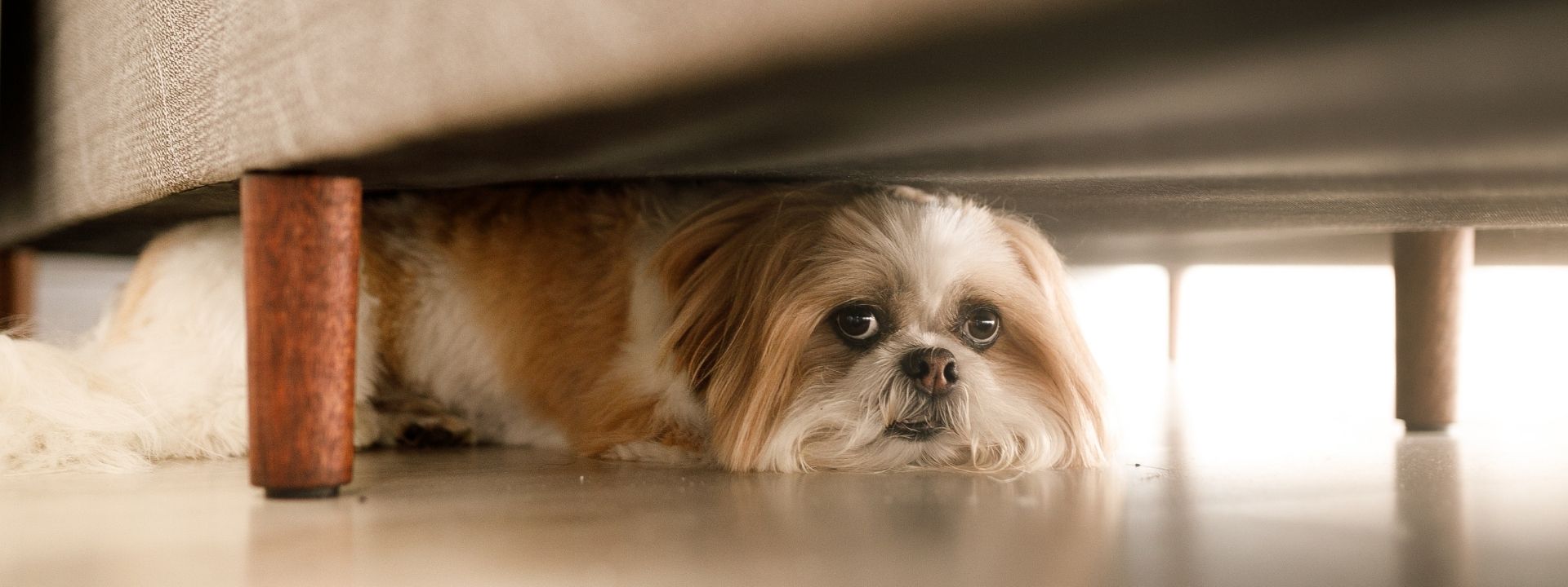 Helping an Anxious Pet: Practical Tips to Reduce Stress at Home