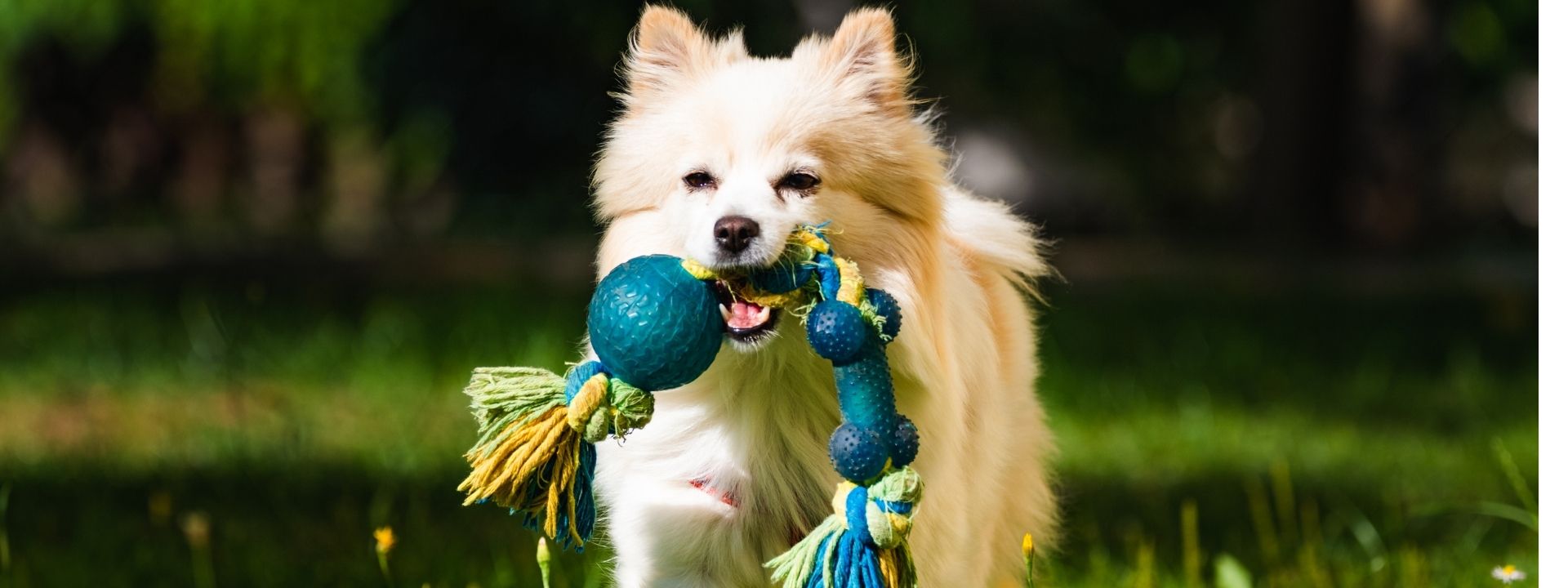 Is That Chew Toy Safe? Materials That Could Be Toxic for Your Pet in Their Toys