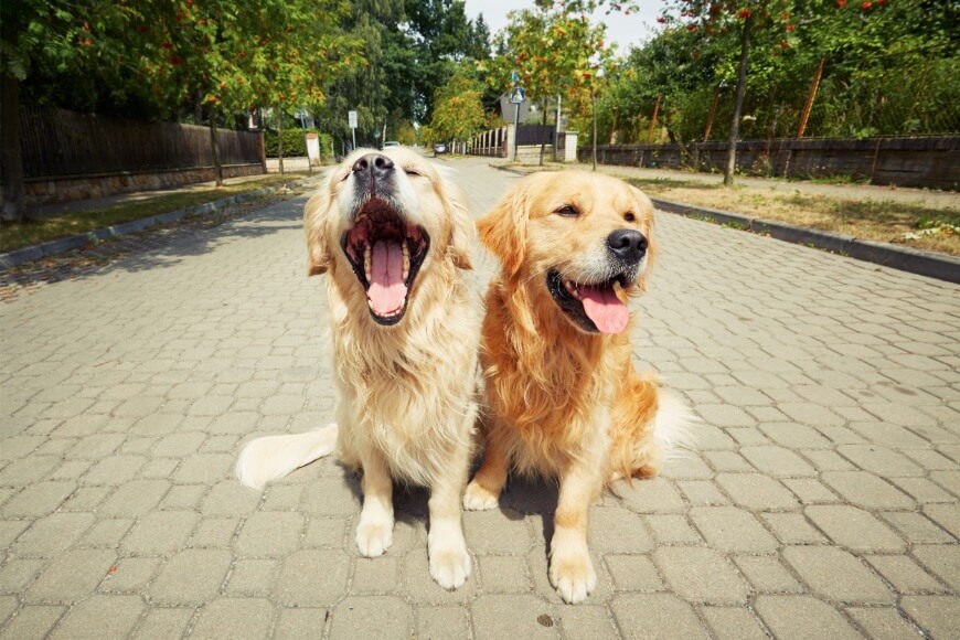 Valley Fever In Pets: What Every Pet Owner Needs To Know